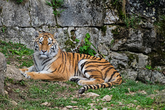 BESANCON: Citadelle: La famille Tigre de Sibérie (Panthera tigris altaica).03