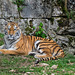 BESANCON: Citadelle: La famille Tigre de Sibérie (Panthera tigris altaica).03