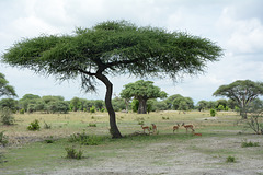 Tarangire, A Gaggle of Young Impalas under the Acacia