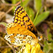 ButterflyEF7A3364v2