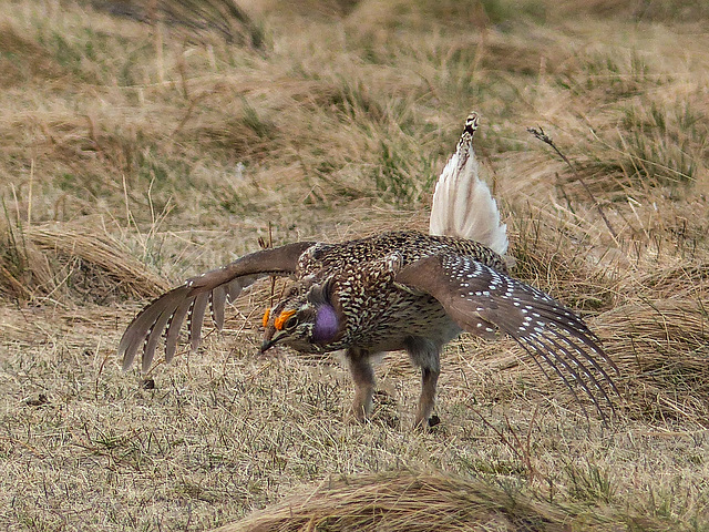 Sharp-tailed Grouse displaying