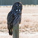 Great Gray Owl from 2013