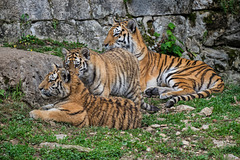 BESANCON: Citadelle: La famille Tigre de Sibérie (Panthera tigris altaica).04