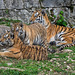 BESANCON: Citadelle: La famille Tigre de Sibérie (Panthera tigris altaica).04