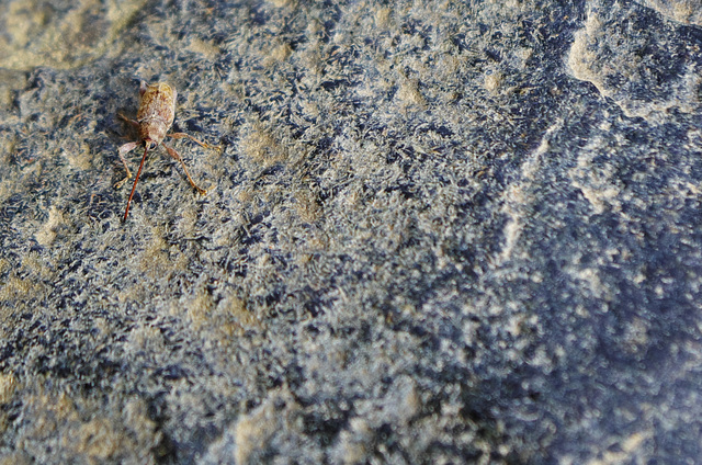 Little Bug in a Rocky Terrain