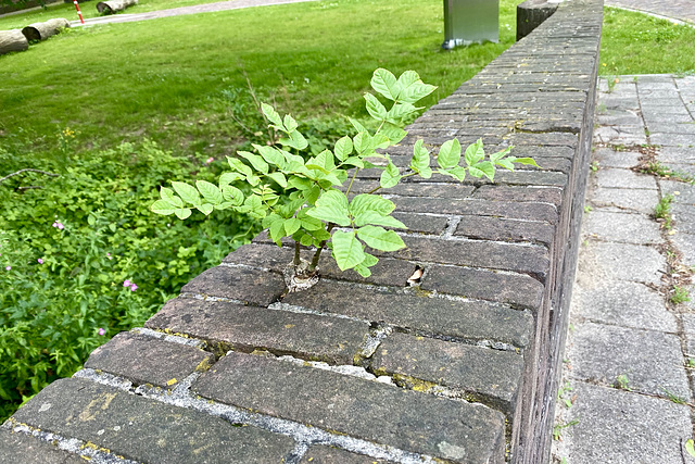 Tree trying to grow on a bridge