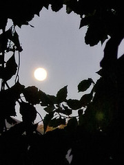 Dawn moon