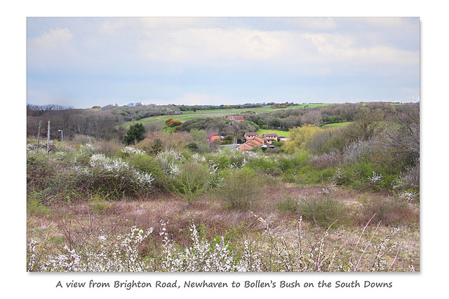 Bollen's Bush, Newhaven from A259 - 23.4.2016