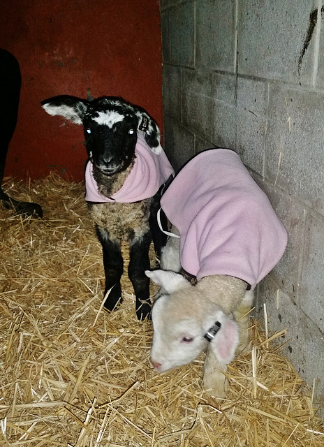 new lamb jackets not big enough!