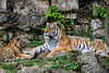 BESANCON: Citadelle: La famille Tigre de Sibérie (Panthera tigris altaica).05