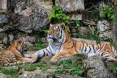 BESANCON: Citadelle: La famille Tigre de Sibérie (Panthera tigris altaica).05