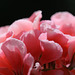 Pelargonium Zonal ( x hortorum) rose saumon (5)