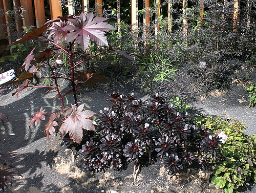 Ricin et Aeonium Ricin et Aeonium