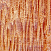 Rock Detail in Ein Gedi- Israel - PIP