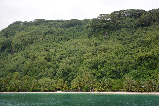 Polynésie Française, Dense Forest on the Shore of the Lagoon of Huahine Atoll
