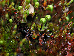 My moss-and-liverwort garden