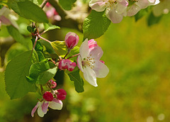 Apple Blossom.