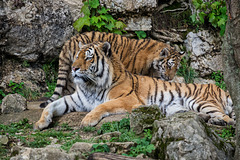 BESANCON: Citadelle: La famille Tigre de Sibérie (Panthera tigris altaica).06