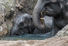 Asiatische Elefanten - Zoo Zürich  (© Buelipix)