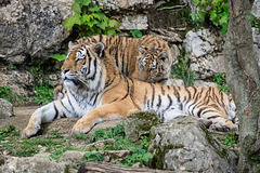 BESANCON: Citadelle: La famille Tigre de Sibérie (Panthera tigris altaica).07