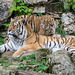 BESANCON: Citadelle: La famille Tigre de Sibérie (Panthera tigris altaica).07