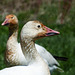 Day 12, migrating Snow Geese, Cap Tourmente