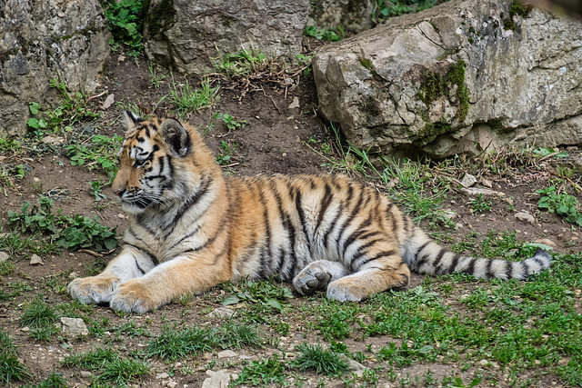 BESANCON: Citadelle: La famille Tigre de Sibérie (Panthera tigris altaica).08