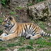 BESANCON: Citadelle: La famille Tigre de Sibérie (Panthera tigris altaica).08