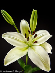 White Tiger Lily close-up - 071812