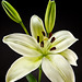 White Tiger Lily close-up - 071812