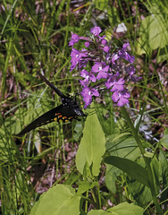 Platanthera psycodes (Small Purple Fringed orchid) and Pipevine Swallowtail Butterfly with pollinia - image by Walter Ezell