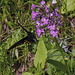 Platanthera psycodes (Small Purple Fringed orchid) and Pipevine Swallowtail Butterfly with pollinia - image by Walter Ezell