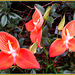 Disa uniflora "Stolz des Tafelberges" - Orchidee aus Südafrika