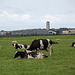 20140907 4773VRAw [NL] Kühe, Terschelling