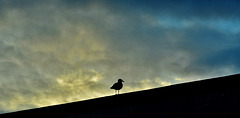 Gull on a Roof