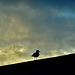 Gull on a Roof