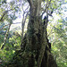 500 Year Old Tree, Kodaikanal