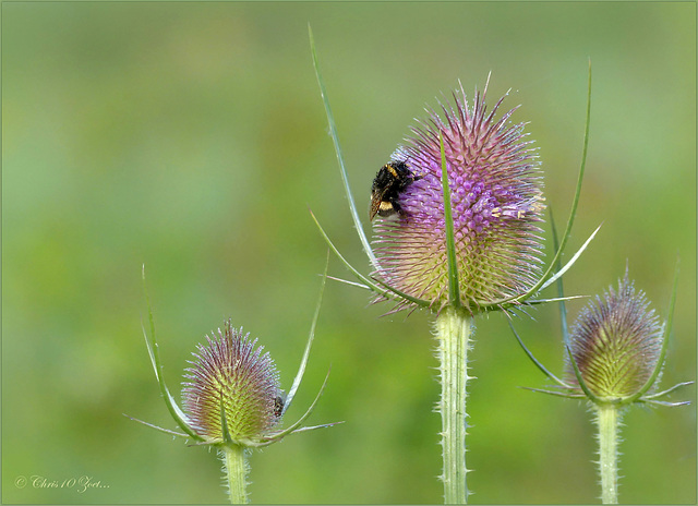 Bumble bee in Purple...