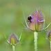 Bumble bee in Purple...