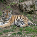BESANCON: Citadelle: La famille Tigre de Sibérie (Panthera tigris altaica).09