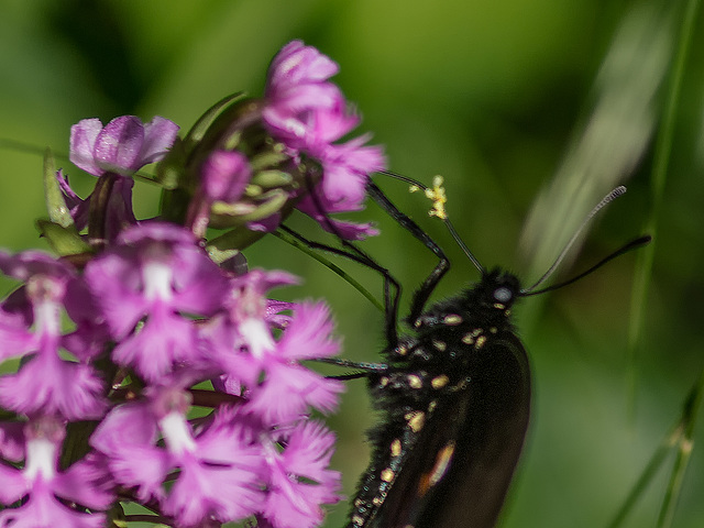 Platanthera psycodes (Small Purple Fringed orchid) and Pipevine Swallowtail Butterfly with pollinia