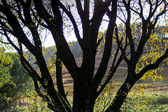 Backlit Deep Clough tree