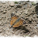 papillon du micocoulier / hackberry emperor