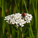 Red-blue Checkered Beetle on Yarrow