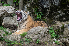 BESANCON: Citadelle: La famille Tigre de Sibérie (Panthera tigris altaica).010