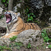 BESANCON: Citadelle: La famille Tigre de Sibérie (Panthera tigris altaica).010