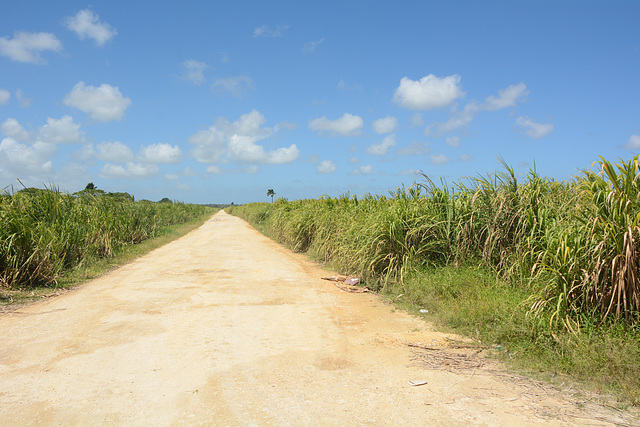Dominican Republic, Dusty Road on the Sugarcane Plantation