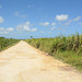 Dominican Republic, Dusty Road on the Sugarcane Plantation