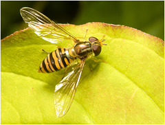 EF7A3856 Hoverfly
