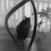 Cat, Through Lampstand, in Window